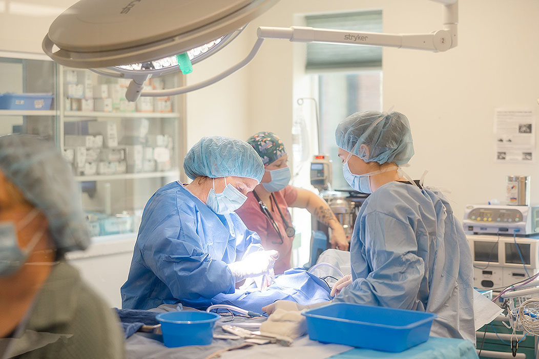 cove-animal-health-about-vision Veterinarians performing surgery
