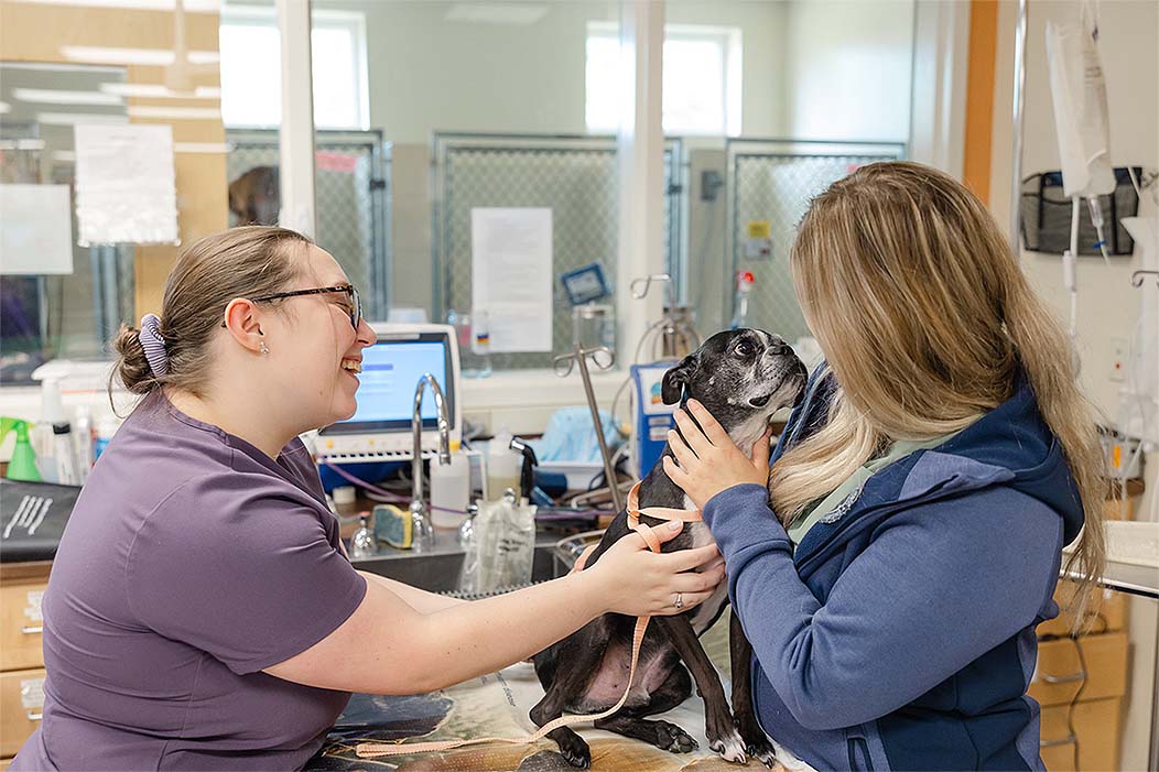 cove-animal-health-careers-network Veterinarians examining a dog