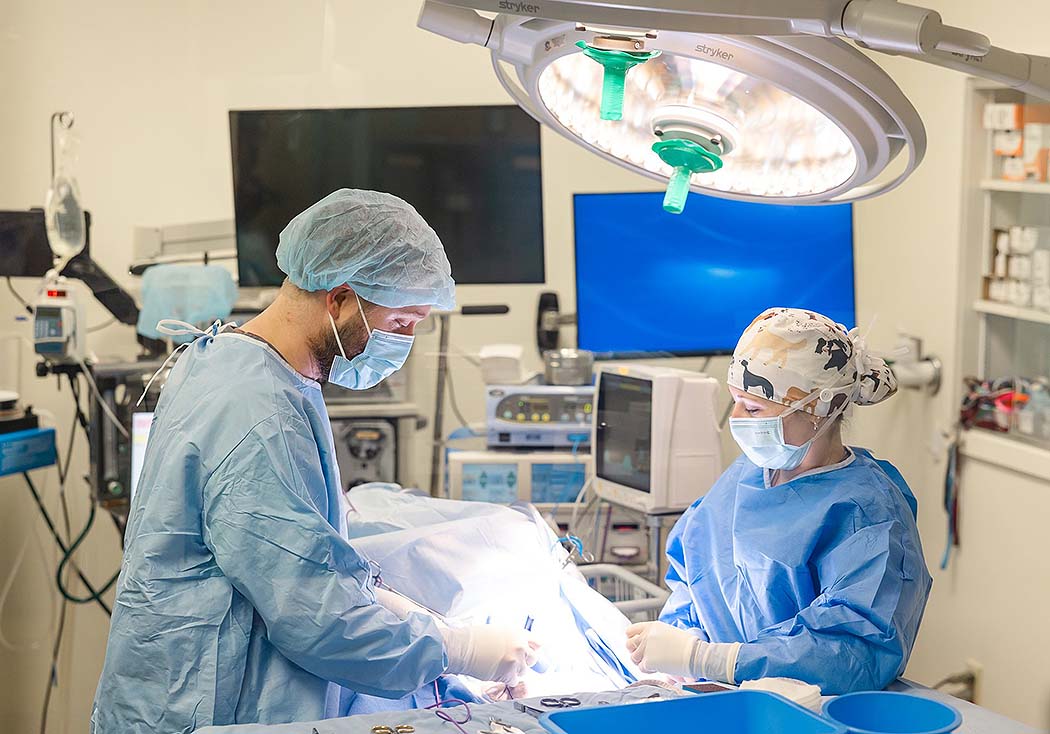 Veterinarians performing surgery