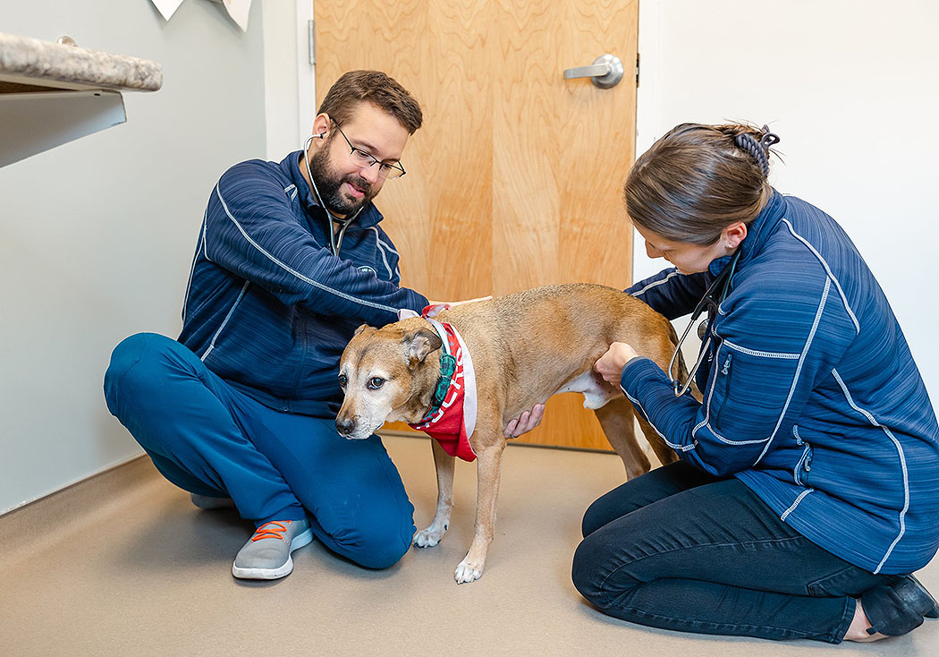 Veterinarians examining a dog