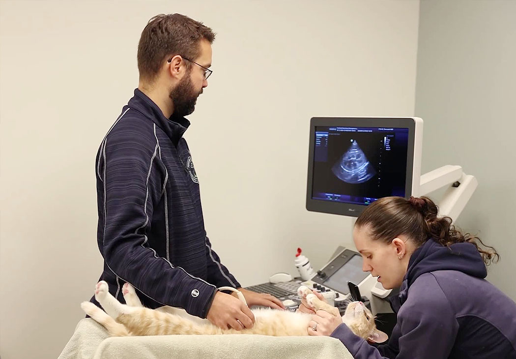 cove-animal-health-internship-opportunities-who-we-are Veterinarians with cat