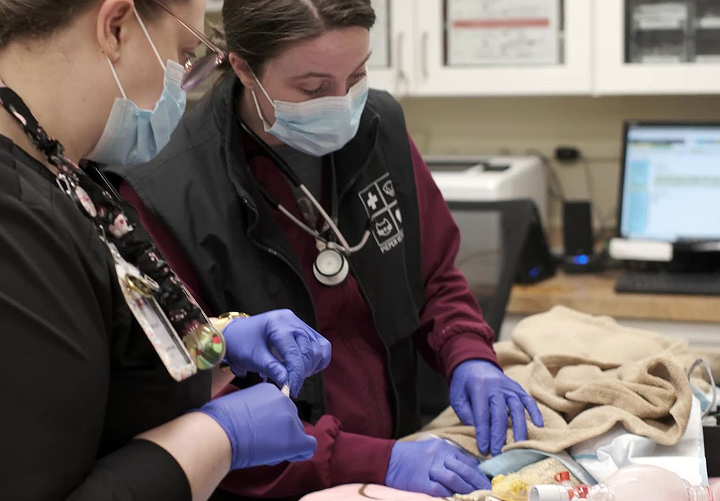 cove-animal-health-internship-opportunities-why-choose-us Veterinarians