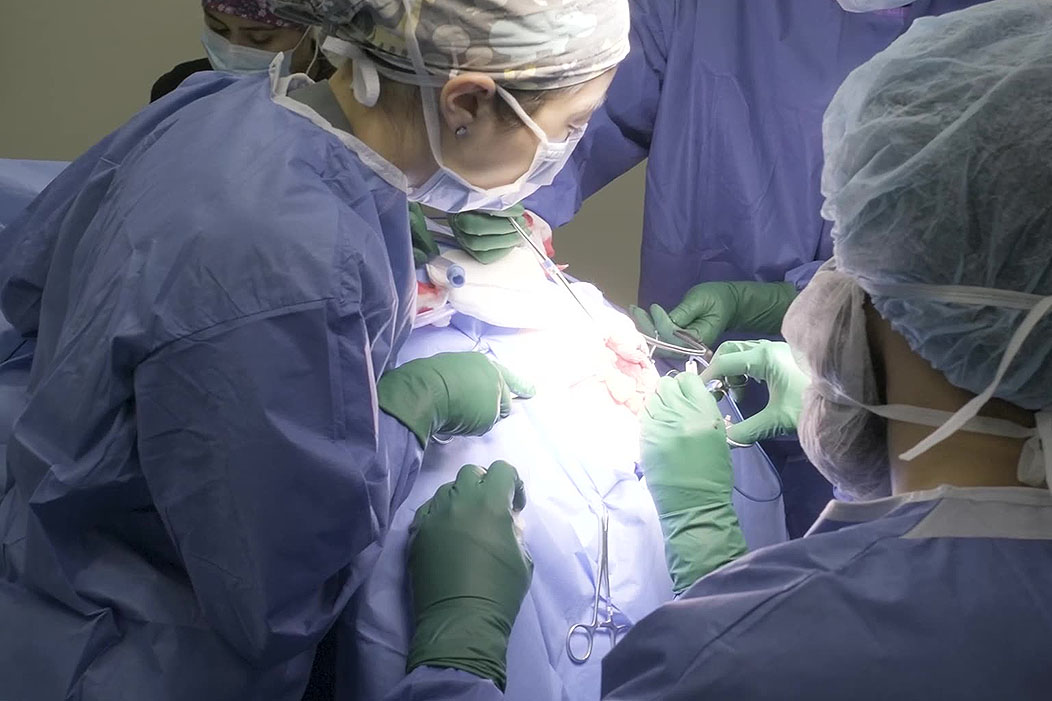 cove-animal-health-partnership-seamless-transition Veterinarians performing surgery