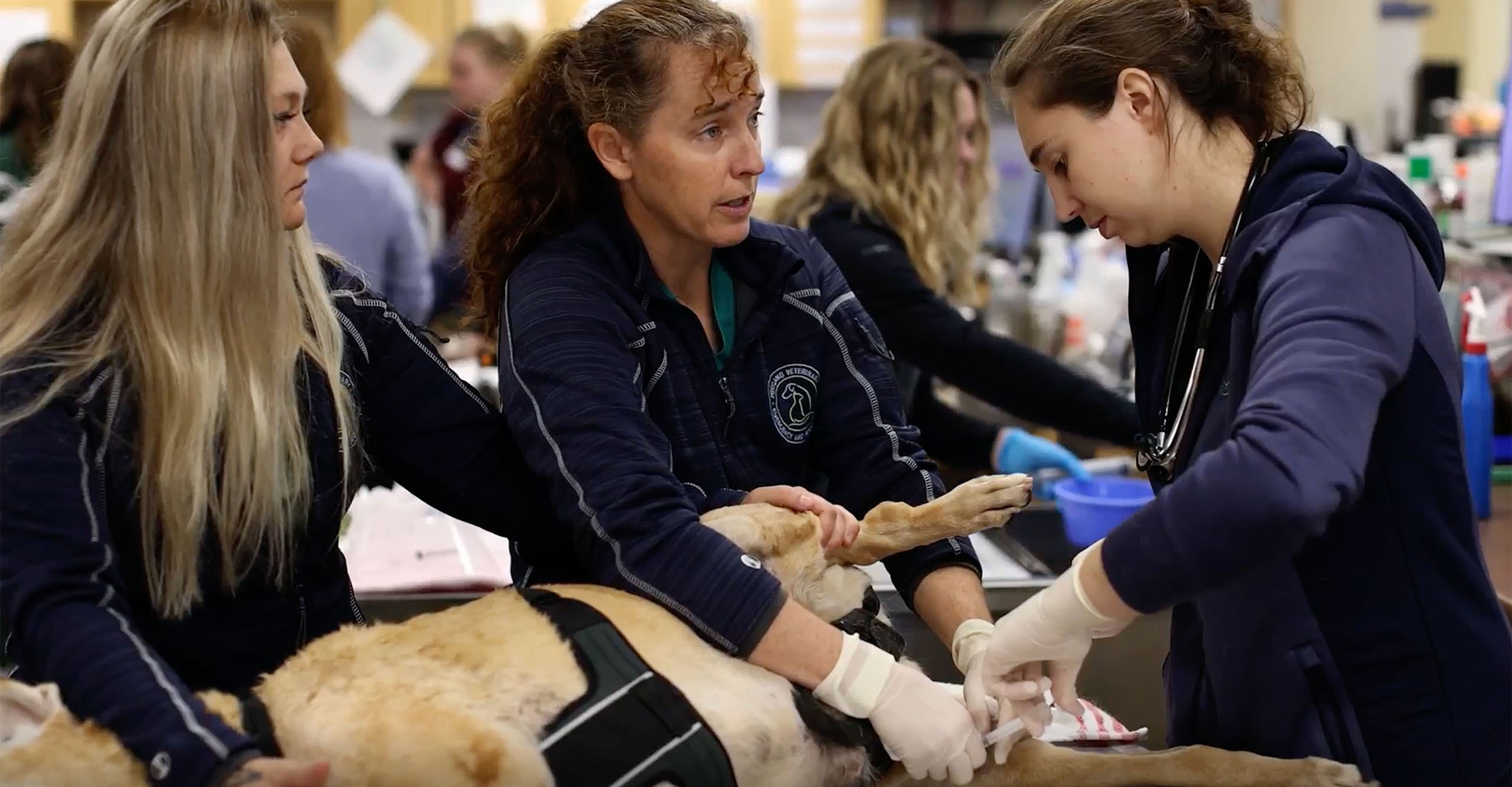 COVE Animal Health Veterinarians