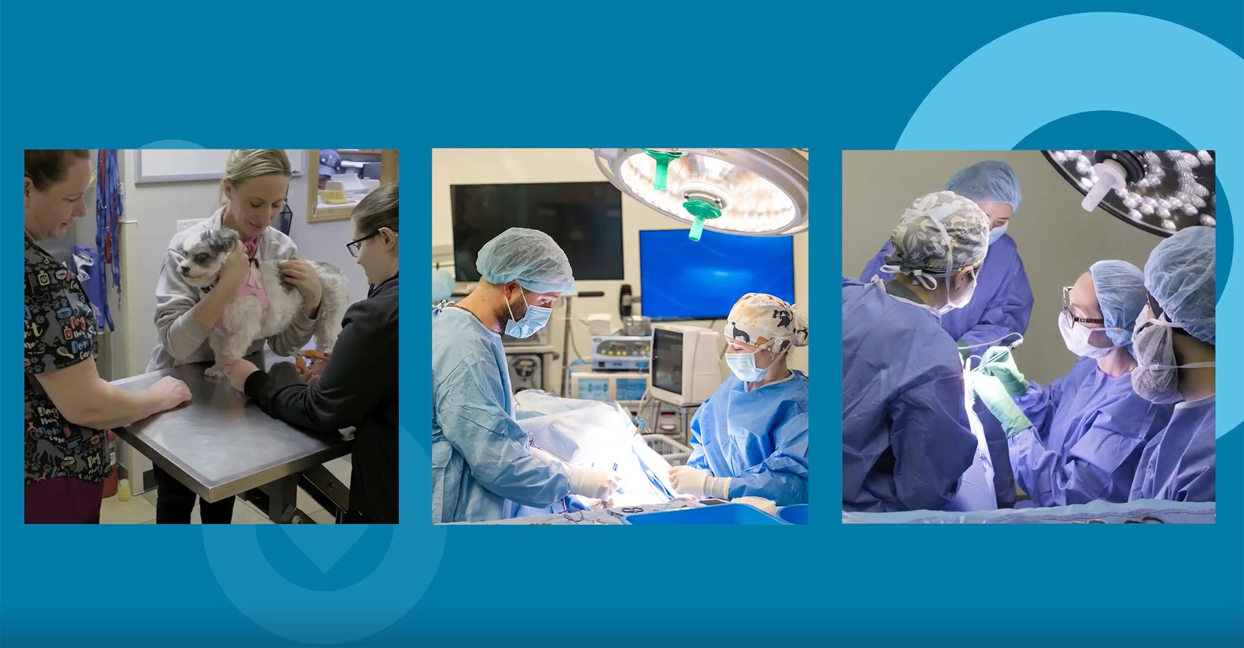 COVE Animal Health Veterinarians